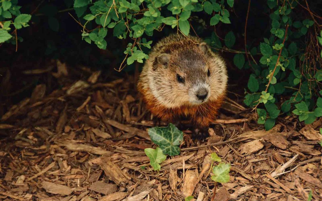 The groundhog speaks about your healthcare’s future…